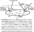 2012年10月18日 (木) 21:12時点における版のサムネイル