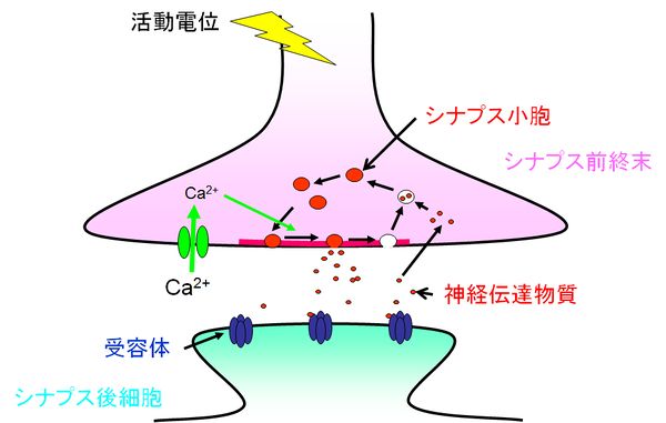 物質 - 物質 物質とは、物が何でできているかを指します。