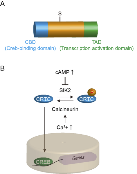 ファイル:Hirano CRTC Fig.png