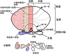 小脳 - 脳科学辞典
