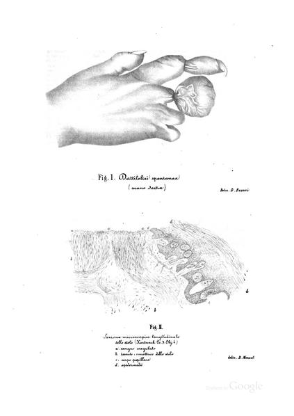 ファイル:Golgi original publication 1873.pdf