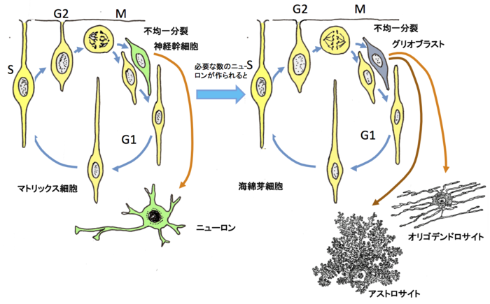 幹細胞の種類