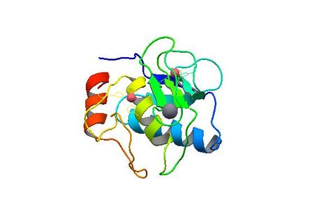 23 種類のゼラニウム - ゼラニウム プラテンセ L.