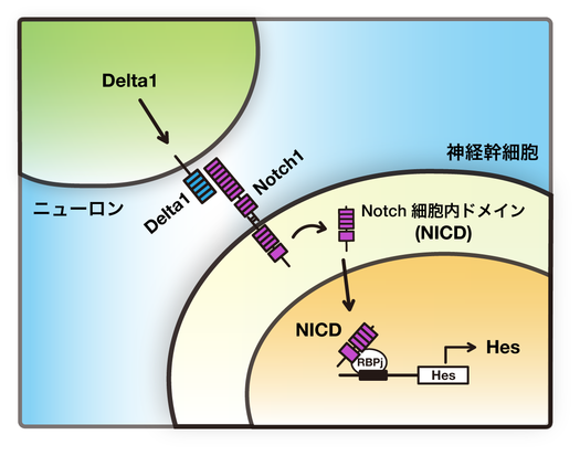 細胞周期の段階 - 後期