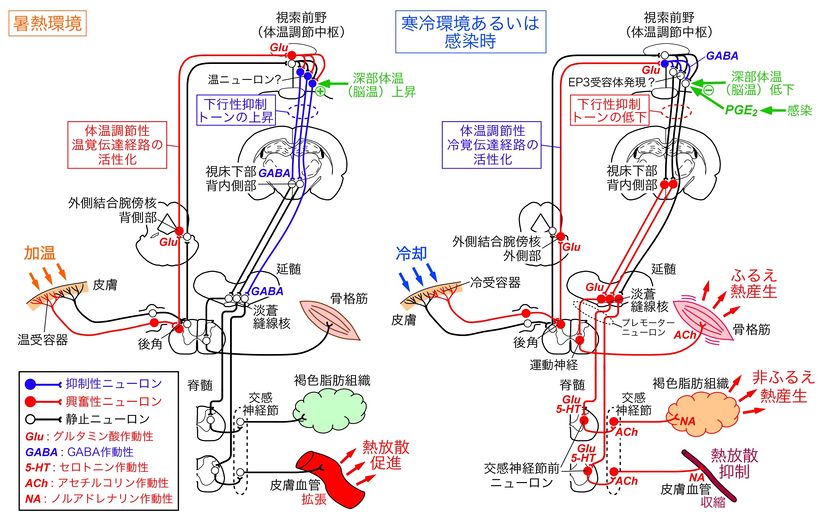 筋肉系 心拍は自律的な動きです。