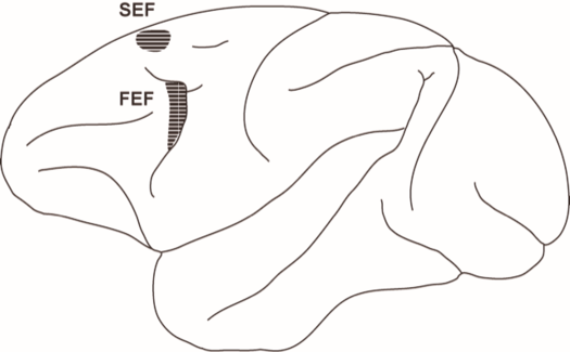突然の発生：より多くの国がサル痘の症例を報告