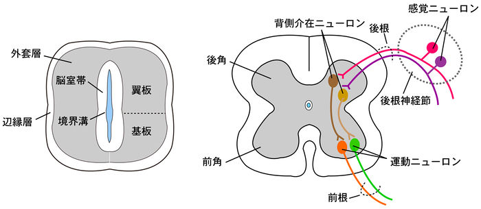 原爆を使った実験で新しいニューロンの形成が確認される