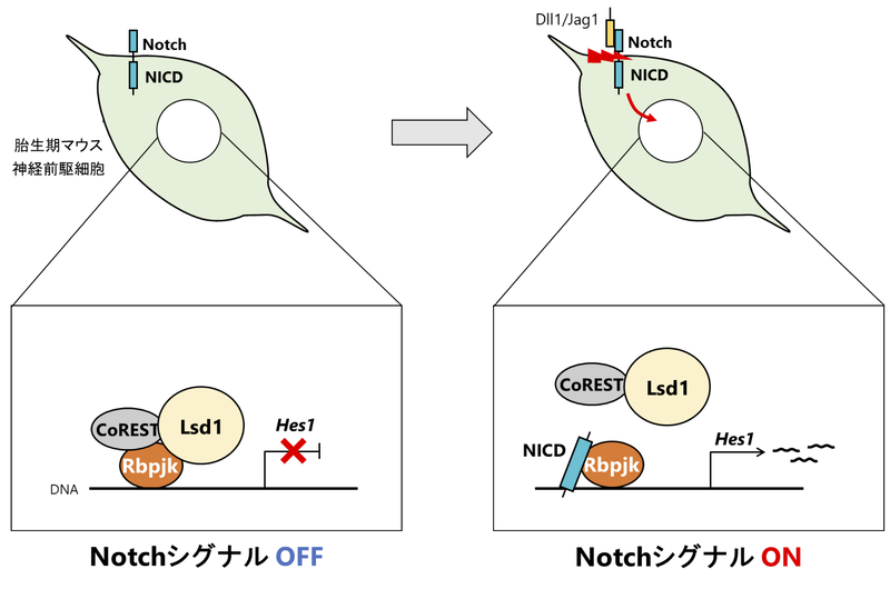 ファイル:Nakashima Histone Demethylase figure2.png