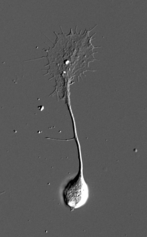 図１　ニワトリ胚DRG神経細胞