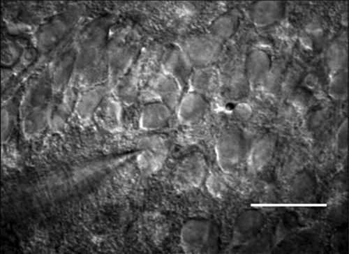サイズ記録を破った10の体の部位