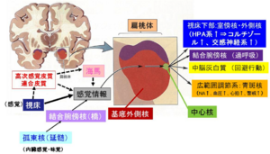 パニック症 - 脳科学辞典