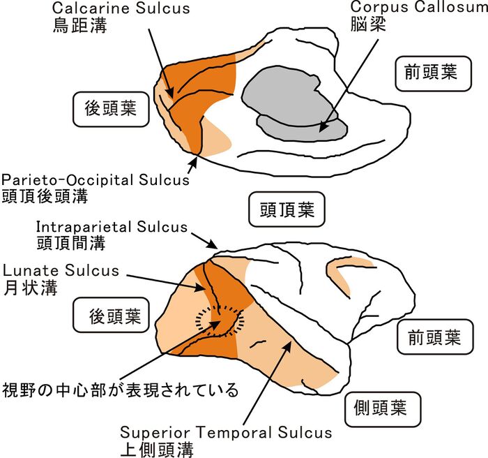 視覚前野 - 脳科学辞典