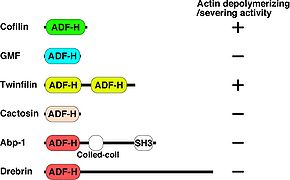 図1. ADF-Hドメインをもつコフィリンのサブファミリー