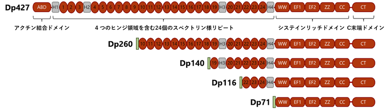 ファイル:Aoki dystrophin Fig1.png