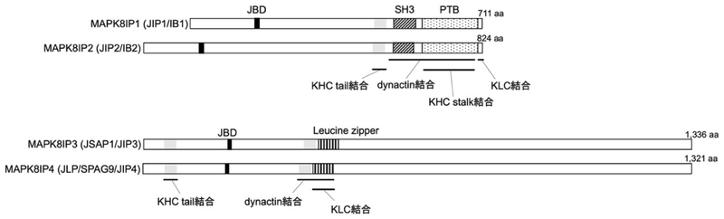 ファイル:Hirai JIP-1 Fig1.png