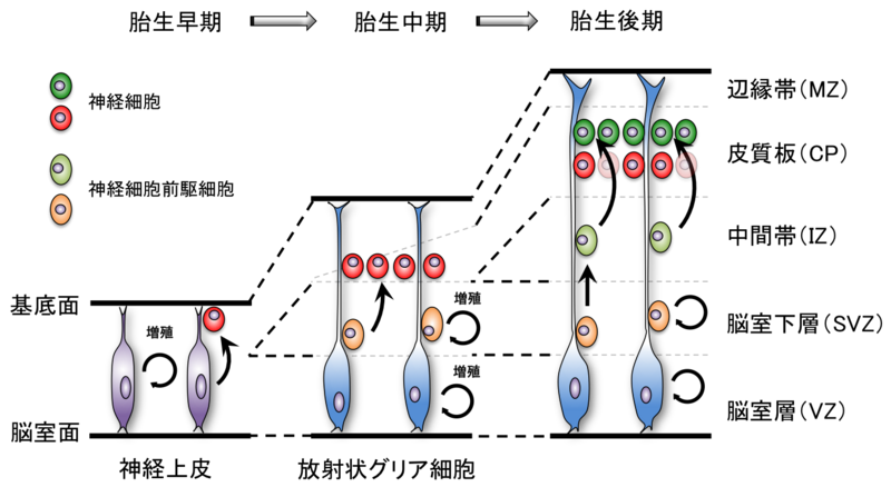ファイル:図2：発生過程における中枢神経系での細胞増殖.png