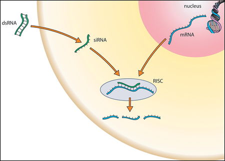 中国、国民からDNAを収集して遺伝子データベースを作成