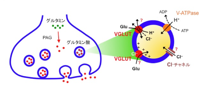 がんの可能性がある排尿時の 2 つの感覚