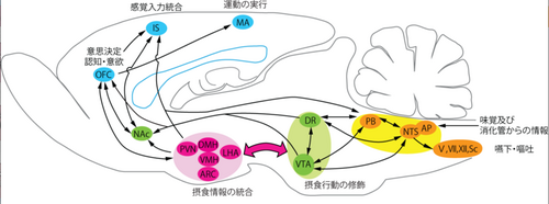 図２　NPY/AgRP神経とPOMC神経を中心とした視床下部内の神経回路