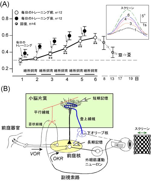視覚運動性眼振 脳科学辞典