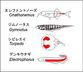 電気魚 脳科学辞典
