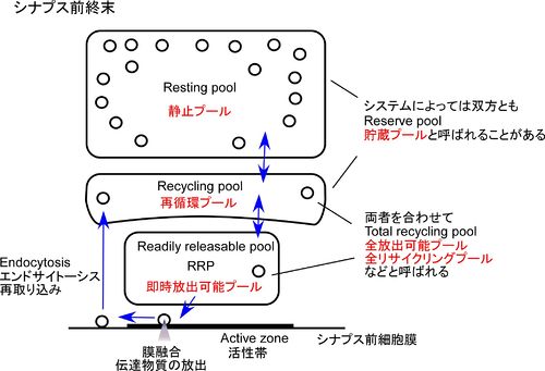 カフェインは中枢神経系 (CNS) を刺激し、眠気を和らげ、パフォーマンスを向上させることができます。カフェイン離脱症状には、疲労、頭痛、うつ病、その他の症状が含まれており、2 ~ 9 日以内に消えます。 カフェイン離脱: 9 つの症状とその克服方法
