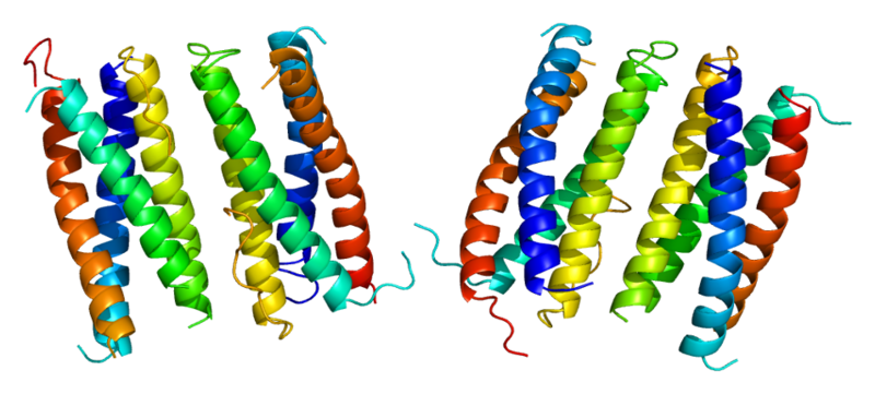 ファイル:Protein CNTF PDB 1cnt.png