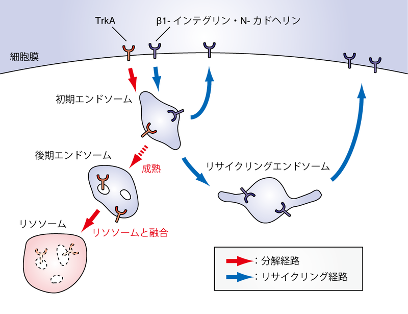 森林の種類 - 植生による森林の種類