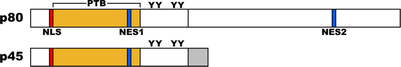 ファイル:Fig1 Dab1 primary structure.png