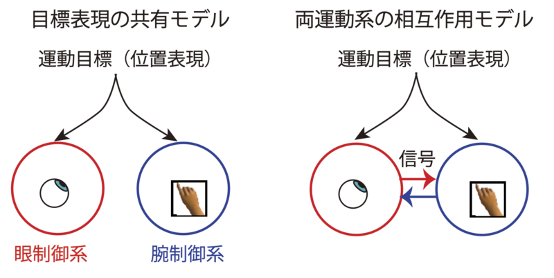 ファイル:Abekawa Hands-eye coordination Fig2.png