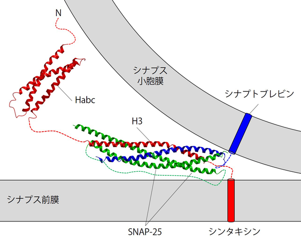 サーモクライン:その正体、種類、そしてどのように形成されるか - サーモクラインとは何ですか