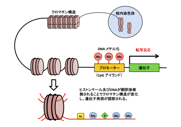 プロエンザ スクーラー – 2013 年春夏 – ニューヨーク