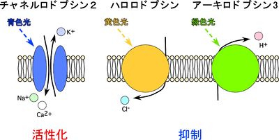 光遺伝学 - 脳科学辞典