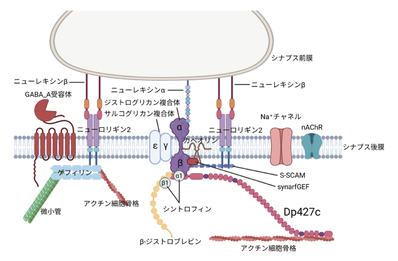 ファイル:Aoki dystrophin Fig3.png