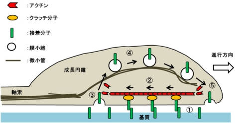 カランコエ・ティルシフローラ:ケアと繁殖方法 - カランコエ・ティルシフローラの基質と肥料