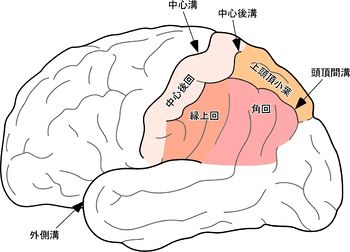 頭頂連合野 - 脳科学辞典