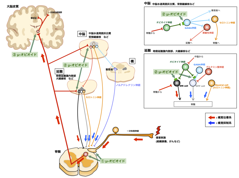 大腸がん: 便中に見られる兆候