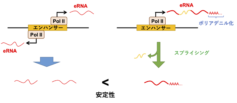 ファイル:Kawaoka enhancer RNA fig2.png