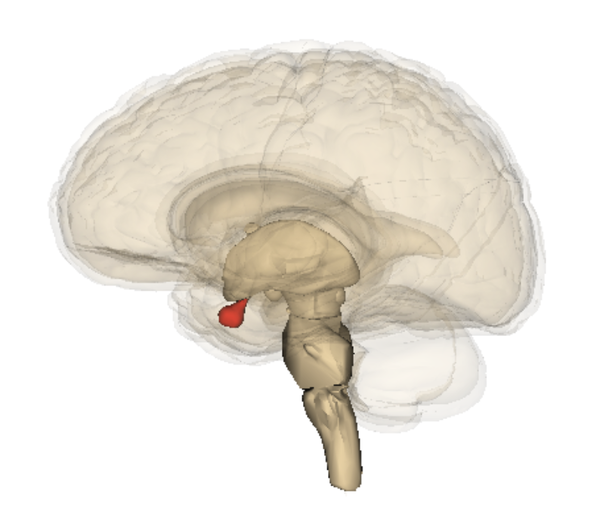 プデルポインター – 家族とのつながりを持つ狩猟者の使役犬