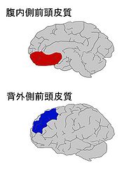 セルフコントロールと関連する脳内領域