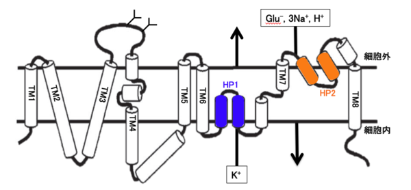 アルツハイマー病の発症につながる可能性のある真菌を科学が発見
