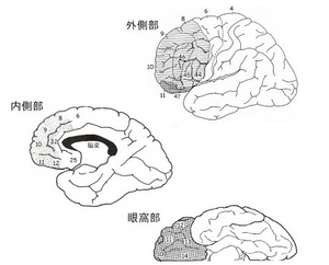 前頭前野 - 脳科学辞典