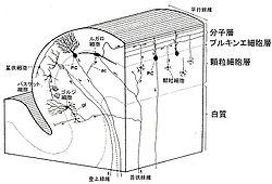小脳 - 脳科学辞典