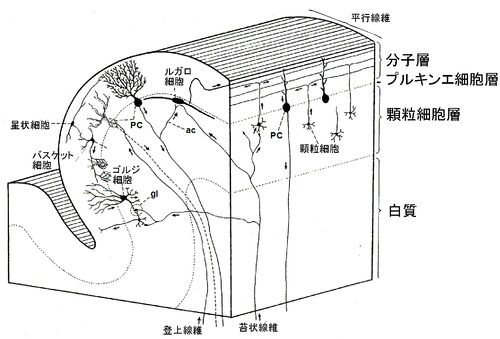 財務管理 金融行政はビジネスの世界と密接に関係しています。