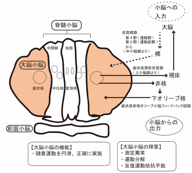 ファイル:Yokoseki spinocerebellar degeneration Fig3.png