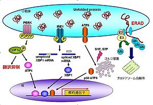 細胞質 - 真核細胞 粗面小胞体は真核細胞にのみ存在します。