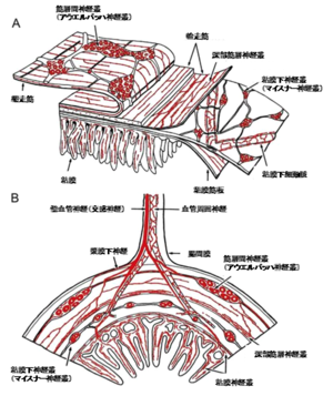 腸管神経系 脳科学辞典