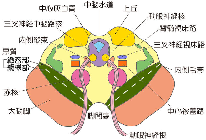 中脳 - 脳科学辞典