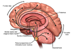 ファイル:Acetylcholine Pathway.pngのサムネイル
