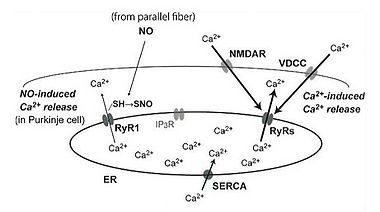 図 リアノジン受容体を介するシグナル系